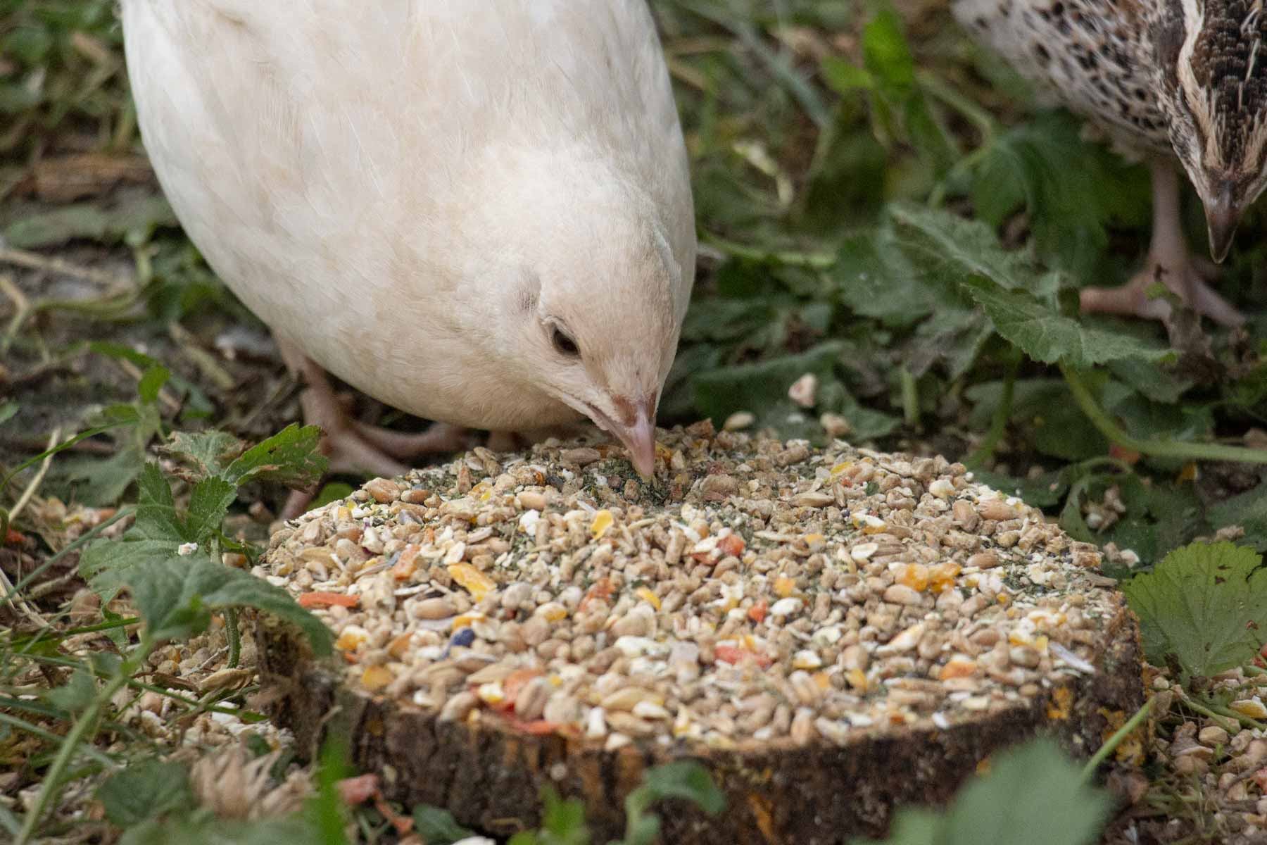 Wachtelfutter